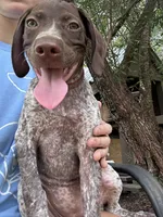 Molly, a female German Shorthaired Pointer for sale in Richmond Hill, GA – 2 of 6