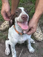 Banjo, a male German Shorthaired Pointer and Pointer for sale in Richmond Hill, GA – 3 of 3
