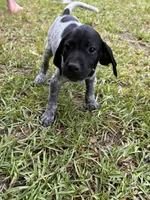 Moo cow/white, a male German Shorthaired Pointer for sale in Richmond Hill, GA – 5 of 6