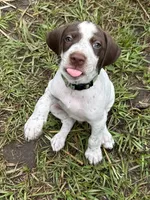 Banjo/green , a male German Shorthaired Pointer for sale in Richmond Hill, GA – 1 of 4