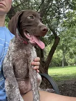 Molly, a female German Shorthaired Pointer for sale in Richmond Hill, GA – 5 of 6