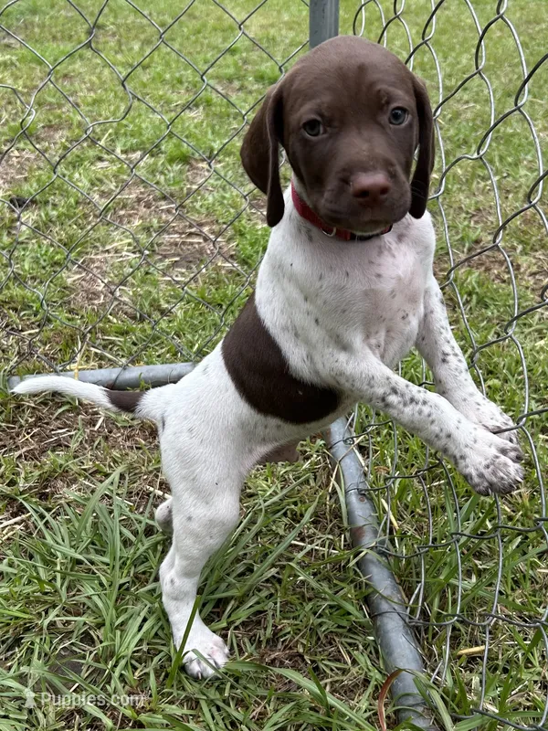 Champ/Red – German Shorthaired Pointer puppy for sale in Richmond Hill, GA