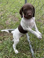 Champ/Red, a male German Shorthaired Pointer for sale in Richmond Hill, GA – 1 of 6