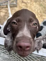 Molly, a female German Shorthaired Pointer for sale in Richmond Hill, GA – 3 of 6