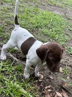 Champ/Red, a male German Shorthaired Pointer for sale in Richmond Hill, GA – 4 of 6