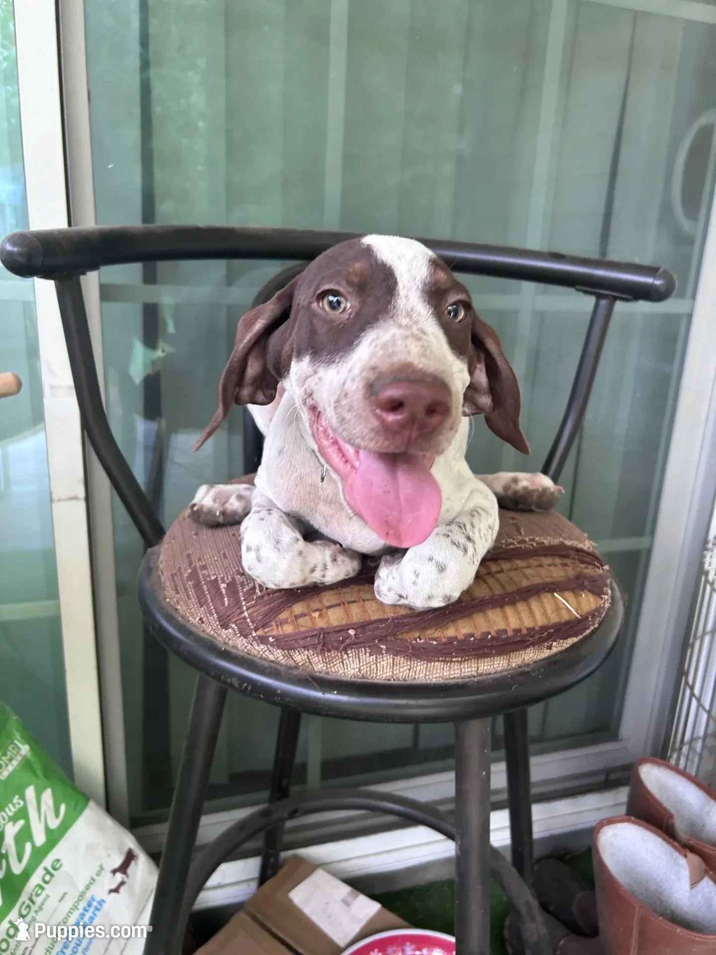 Banjo/green , a male German Shorthaired Pointer for sale in Richmond Hill, GA – 3 of 10