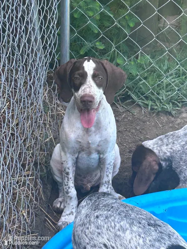 Banjo/green  – German Shorthaired Pointer puppy for sale in Richmond Hill, GA