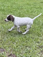 Banjo/green , a male German Shorthaired Pointer for sale in Richmond Hill, GA – 2 of 4