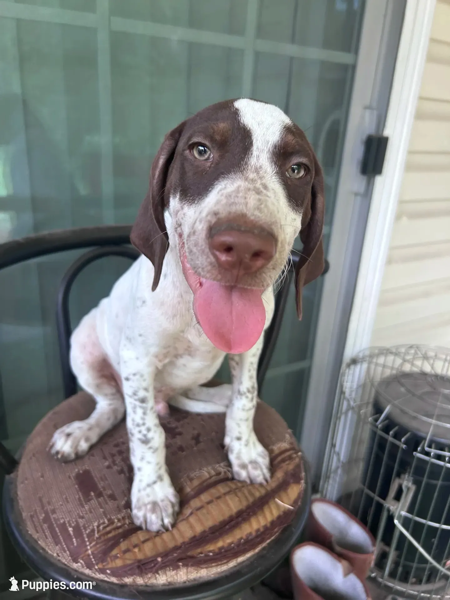 Banjo/green , a male German Shorthaired Pointer for sale in Richmond Hill, GA – 2 of 10