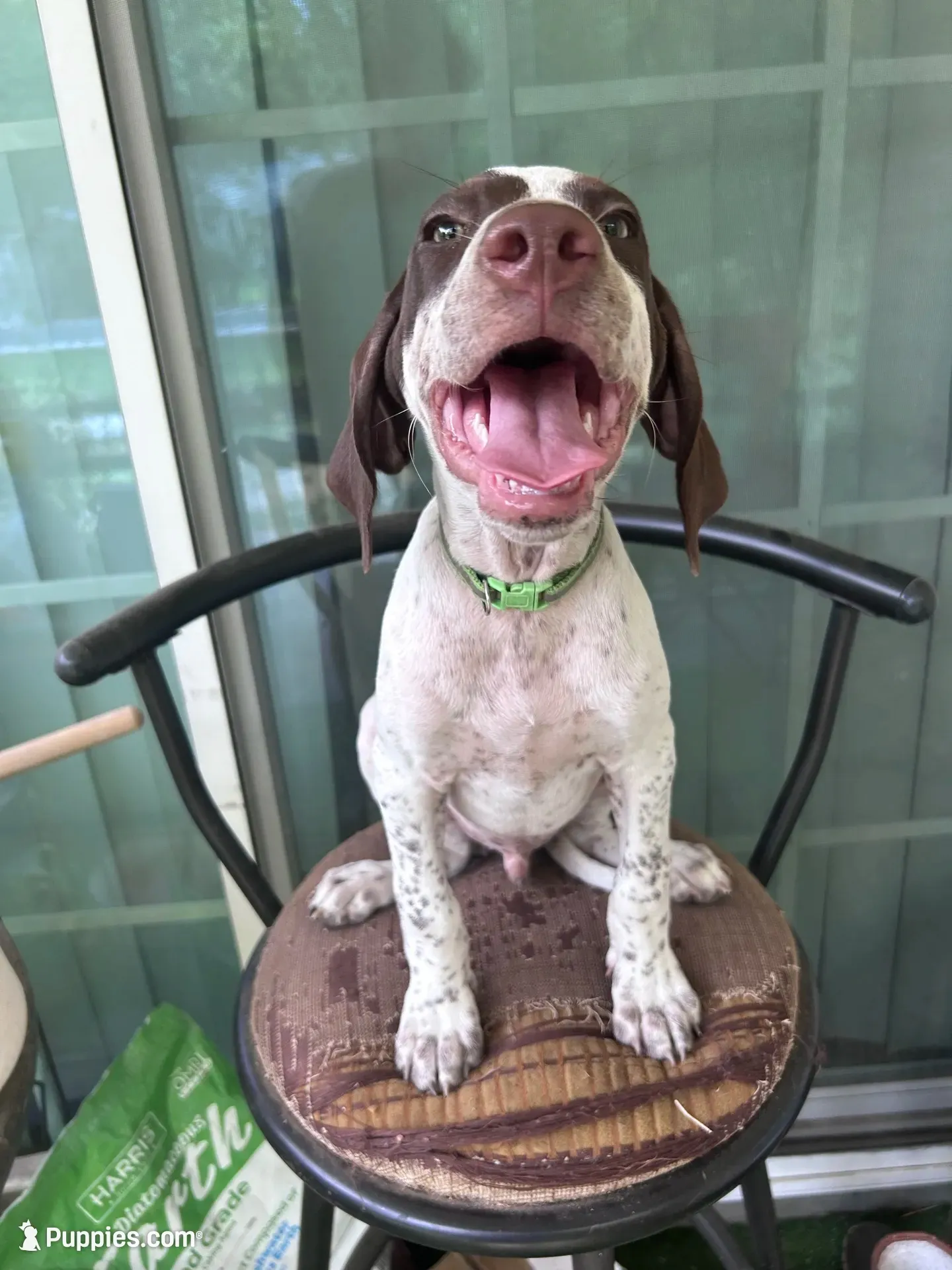 Banjo/green , a male German Shorthaired Pointer for sale in Richmond Hill, GA – 4 of 10