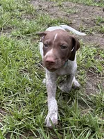 Bo/light blue , a male German Shorthaired Pointer for sale in Richmond Hill, GA – 2 of 5