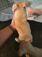 Baby Boy *minimal merle*, a male Chihuahua for sale in Camp Verde, AZ – 2 of 3