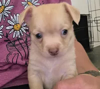 Baby Boy *minimal merle*, a male Chihuahua for sale in Camp Verde, AZ – 1 of 3