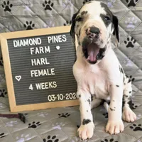 Purple AKC, a female Great Dane for sale in Camp Verde, AZ – Photo 4 of 9