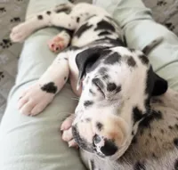 Purple AKC, a female Great Dane for sale in Camp Verde, AZ – Photo 3 of 9