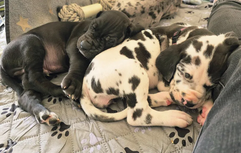 Purple – Great Dane puppy for sale in Camp Verde, AZ