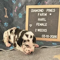 Purple AKC, a female Great Dane for sale in Camp Verde, AZ – Photo 8 of 9