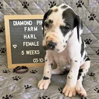 Purple AKC, a female Great Dane for sale in Camp Verde, AZ – Photo 2 of 9