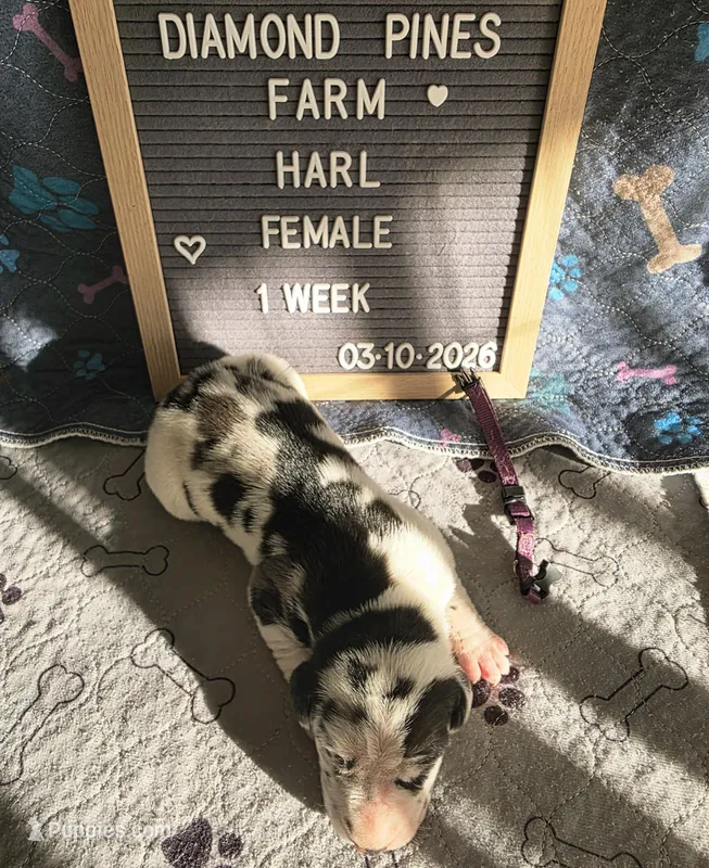 Purple – Great Dane puppy for sale in Camp Verde, AZ