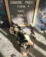 Purple AKC, a female Great Dane for sale in Camp Verde, AZ – Photo 9 of 9