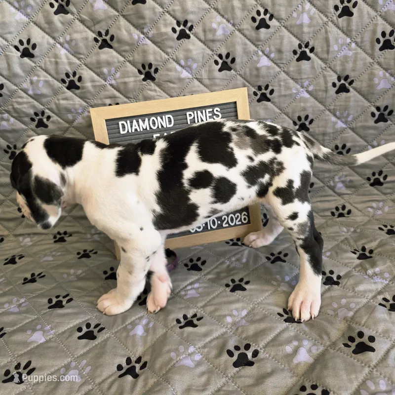 Purple AKC – Great Dane puppy on hold in Camp Verde, AZ