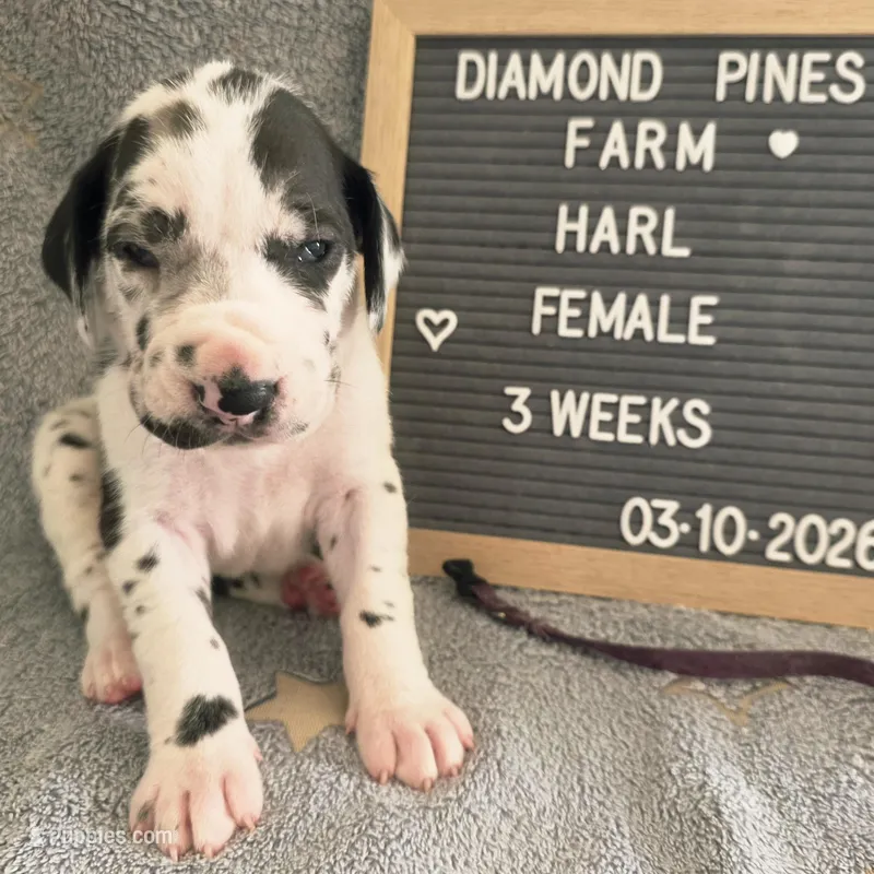 Purple – Great Dane puppy for sale in Camp Verde, AZ