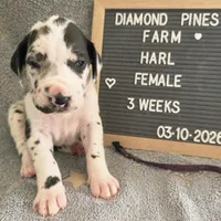 Purple AKC, a female Great Dane for sale in Camp Verde, AZ – Photo 6 of 9