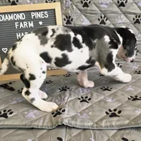 Purple AKC, a female Great Dane for sale in Camp Verde, AZ – Photo 5 of 9