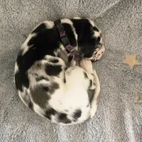 Purple AKC, a female Great Dane for sale in Camp Verde, AZ – Photo 7 of 9