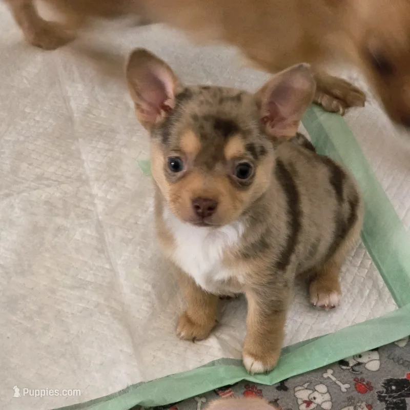 Potato – Chihuahua puppy for sale in Camp Verde, AZ