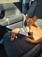 Potato, a male Chihuahua for sale in Camp Verde, AZ – 3 of 3