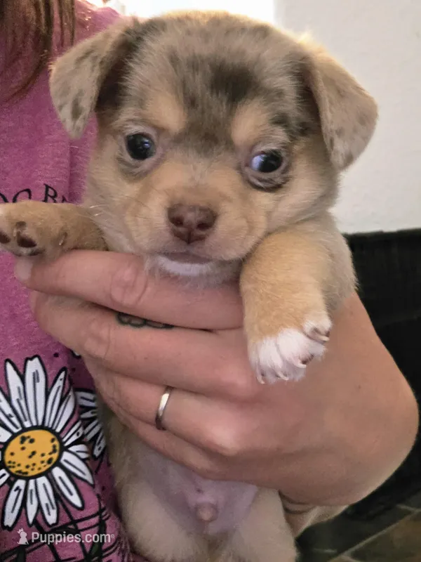 Potato – Chihuahua puppy for sale in Camp Verde, AZ
