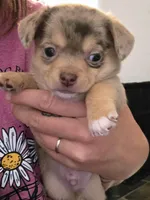 Potato, a male Chihuahua for sale in Camp Verde, AZ – 1 of 3