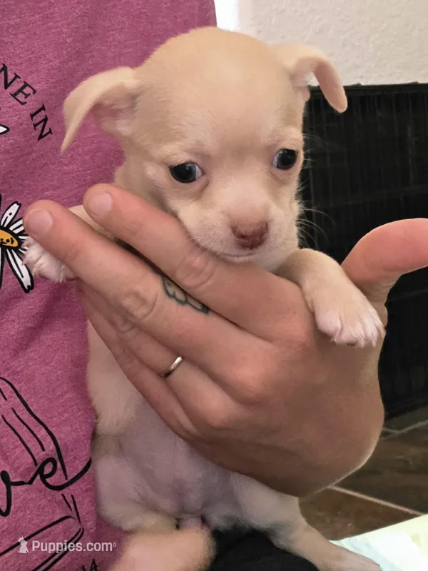 Cherry Jr – Chihuahua puppy for sale in Camp Verde, AZ