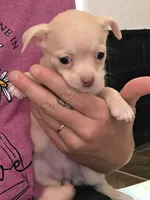 Cherry Jr, a female Chihuahua for sale in Camp Verde, AZ – 1 of 3