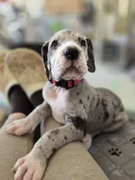 Red AKC, a female Great Dane for sale in Camp Verde, AZ – Photo 1 of 9