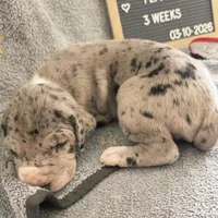 Red AKC, a female Great Dane for sale in Camp Verde, AZ – Photo 9 of 9