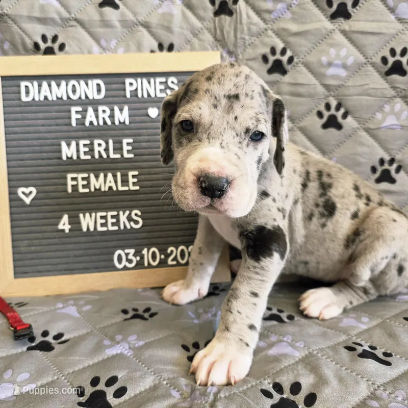 Red – Great Dane puppy for sale in Camp Verde, AZ