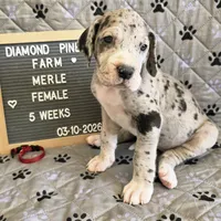 Red AKC, a female Great Dane for sale in Camp Verde, AZ – Photo 2 of 9