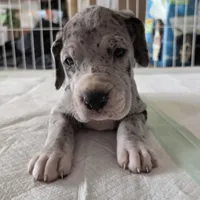 Red AKC, a female Great Dane for sale in Camp Verde, AZ – Photo 3 of 9