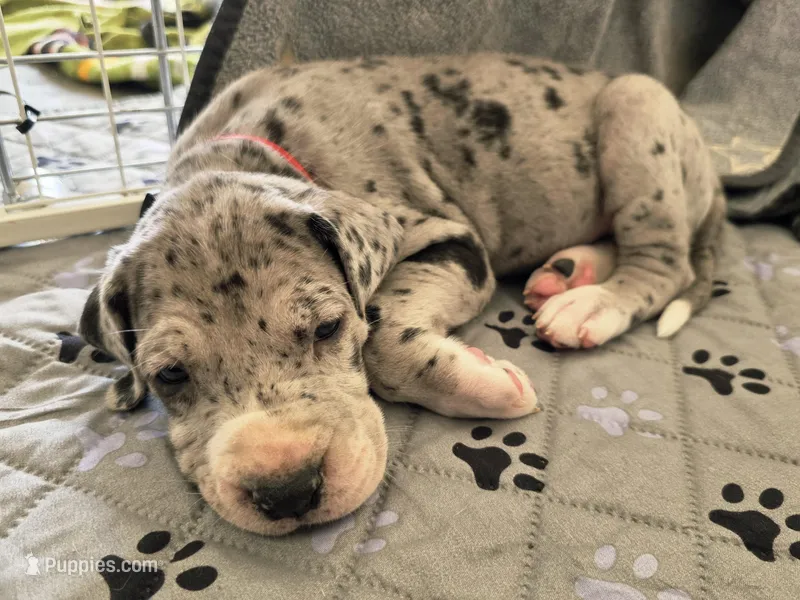Red – Great Dane puppy for sale in Camp Verde, AZ