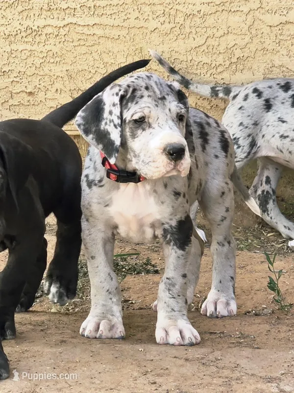Red AKC – Great Dane puppy for sale in Camp Verde, AZ