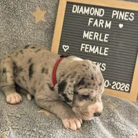 Red AKC, a female Great Dane for sale in Camp Verde, AZ – Photo 5 of 9