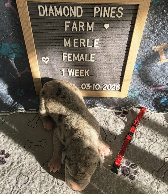 Red – Great Dane puppy for sale in Camp Verde, AZ