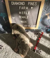 Red AKC, a female Great Dane for sale in Camp Verde, AZ – Photo 8 of 9