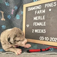 Red AKC, a female Great Dane for sale in Camp Verde, AZ – Photo 7 of 9