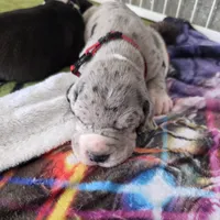 Red AKC, a female Great Dane for sale in Camp Verde, AZ – Photo 6 of 9