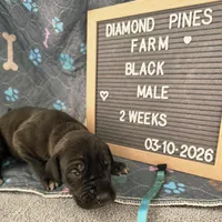 Light Blue AKC, a male Great Dane for sale in Camp Verde, AZ – Photo 6 of 9