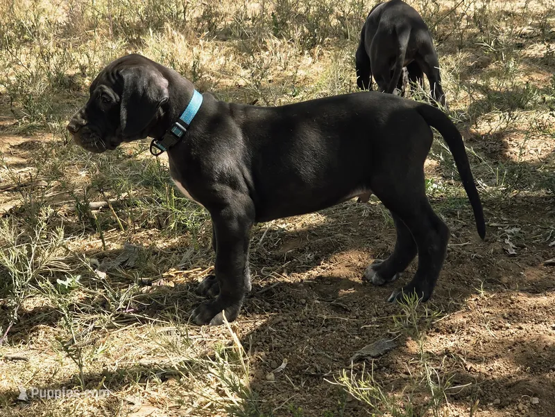 Light Blue AKC – Great Dane puppy for sale in Camp Verde, AZ
