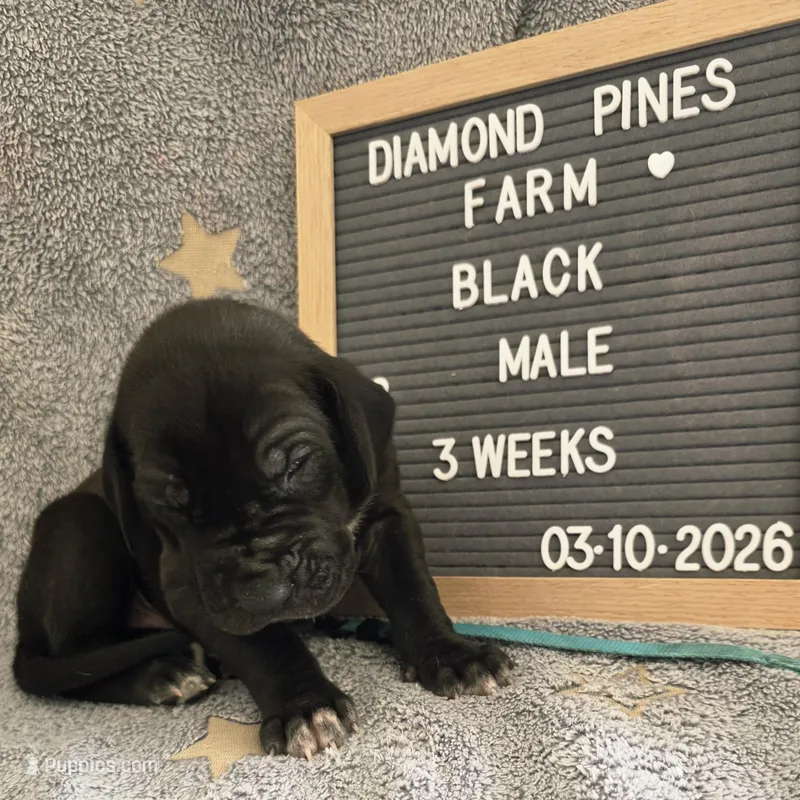 Light Blue  – Great Dane puppy for sale in Camp Verde, AZ